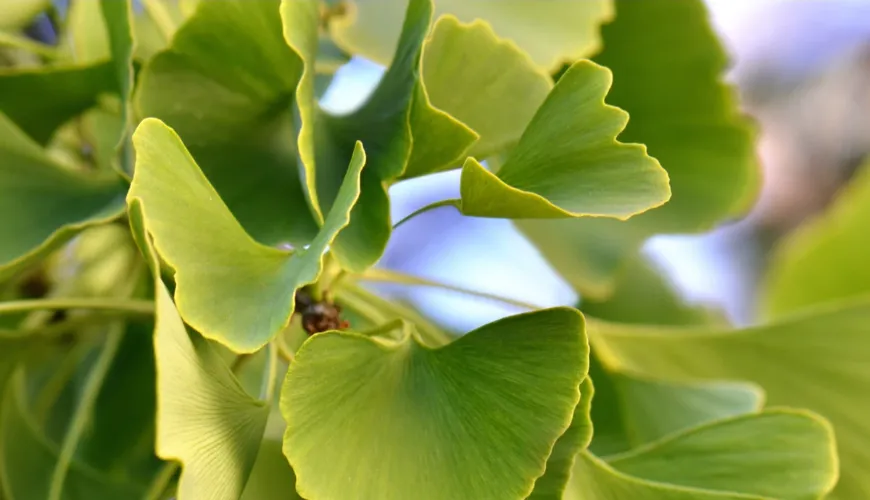 Ginkgo biloba - učinkovita pomoč pri visokem krvnem tlaku