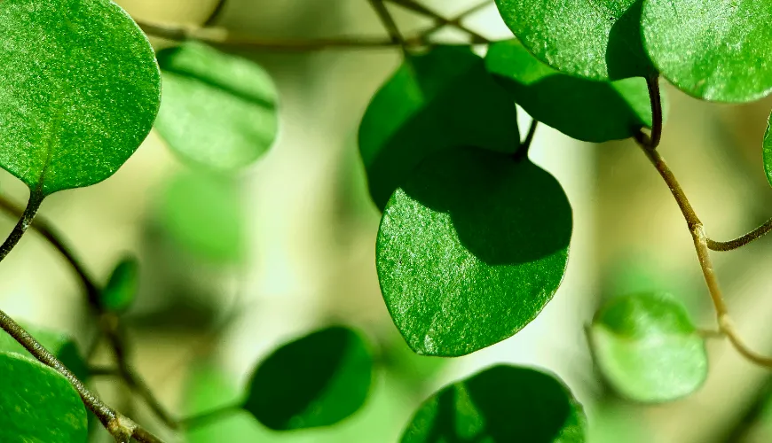 ### Proč byste měli zařadit moringu do svého jídelníčku

Moringa, známá také jako „zázračný strom“, 