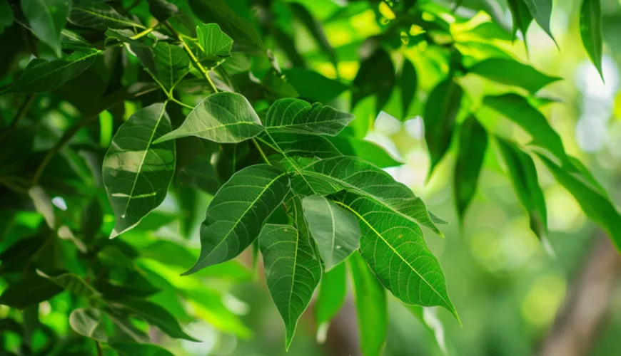 Skrivnost neem v tradicionalni medicini in sodobnem svetu