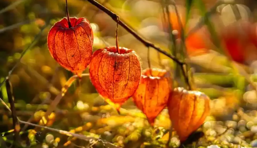 Physalis je sadje, ki preseneča z okusom in učinki