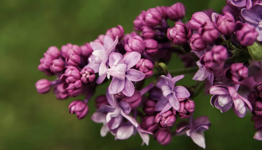 Odkrijte čarobnost syrupa iz lilij in njegove zdravstvene koristi