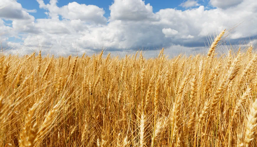 Zdravstvene koristi rži in njenega vsebnosti glutena